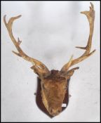A 19th century Victorian taxidermy red deer stag's