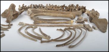 A collection of Victorian medical practice Human skeleton remains to include; Spine (54cm long),
