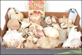 A collection of vintage seashells to include miniatures, cornucopia, conch, starfish etc. Please see