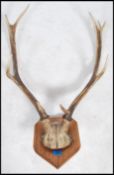 A pair of mounted vintage Stag / deer nine point antlers mounted on an oak armorial shield mount.