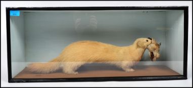 A vintage early 20th centurry taxidermy study of a stoat with dead bird in mouth set in a good