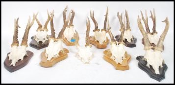 A collection of ten vintage 20th century taxidermy deer skull and horns mounted on armorial shield