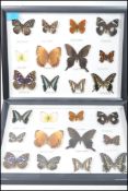 Two vintage entomologist scientific taxidermy butterfly displays being glazed and set in ebonised