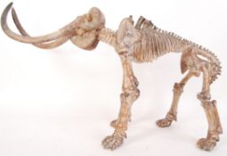 A plaster scientific Osteology scaled down study of an adult  Woolly Mammoth displaying the skeleton