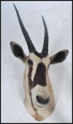 A taxidermy specimen of a preserved East African Oryx head (Oryx besia) having detachable horns