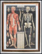 A framed and glazed French school science poster depicting the human anatomical body with notations.