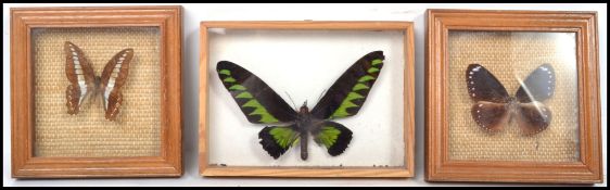 A group of vintage 20th century taxidermy butterflies held within glass fronted displays. Please see