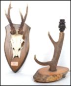 A vintage taxidermy skull and horns mounted on an