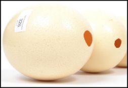 A pair of vintage 20th century preserved and blown ostrich eggs, perfect for later carving or