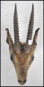 A 19th century taxidermy example of a spiral horned antelope with applied hanging hook to verso