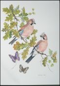 An exceptional portfolio of artist Frances Fry ( 20th century ) watercolour paintings of wildlife