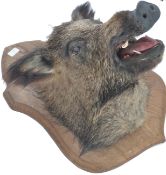 Taxidermy Interest A believed late 19th / early 20th century large  taxidermy boars head being