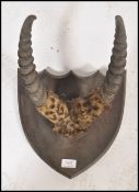 A late 19th century early 20th century taxidermy mounted Antelope horns, the horns mounted on an oak