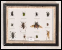 A 20th century framed and glazed mounted taxidermy collection of beetles, each beetle with name