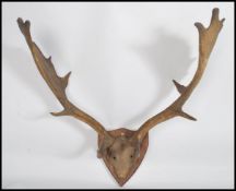 Taxidermy Interest. A good set of vintage mounted stags - deer antlers being set to an armorial
