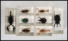 A collection of vintage 20th century scientific taxidermy samples of bugs held in acrylic blocks.