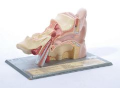 An unusual 20th century anatomical cut out resin s