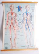 A vintage mid century linen backed anatomical poster of the human body issued by St Johns