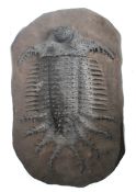An unusual 20th century museum made large fibre glass cast of Terataspis Grandis, the third