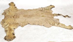 A full sized early 20th Century Indian tiger skin rug. Heavily worn being once mounted ( now removed