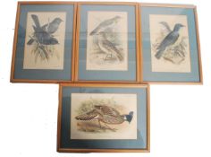 A set of 3 19th century framed and glazed 19th century lithograph prints by J.G. Keulemans. The