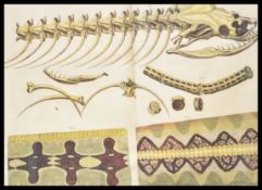 An unusual 20th century wooden framed anatomical depiction of a snake appearing to a plate from