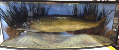 PIKE: Pike in glazed bow front gilt lined case,47