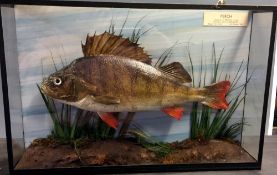 PERCH: Preserved Perch mounted in flat front picture show case 19