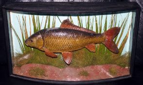 CASED FISH: Rare preserved small Carp by Cooper in bow front case, 20