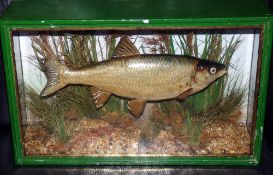 CASED FISH: Preserved Dace by Cooper?, in gilt lined glazed flat front case, 15