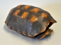 Large Tortoise Shell measures 30 x 19cm approx.
