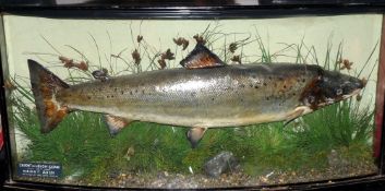 CASED FISH: Preserved salmon mounted by Williams of Dublin in glazed bow front case, 42