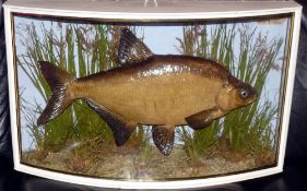 CASED FISH: An early and fine preserved Bream by J Cooper Radnor St London in bow front gilt lined