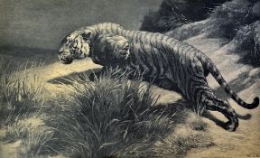 Fine Herbert Dixon Signed Tiger Print - signed in pencil to the mount, with HD 1919 to the bottom