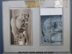 A postcard album containing mainly black and white zoo animals.
