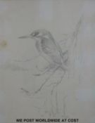 Gordon Beningfield pencil drawing of a kingfisher, monogrammed lower left,