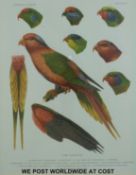 Four ornithological studies of parakeets, all named in Latin script and numbered,