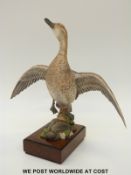 Royal Worcester figure of an American Pintail in flight (34cm tall)
