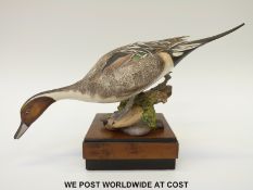 Royal Worcester porcelain figure of an American Pintail,