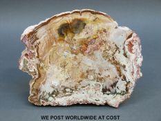 A polished tree fossil,