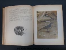 R Bowdler Sharpe, Birds in Nature (Boston, Estes & Lauriat 1888).