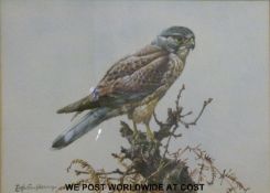 Edwin Penny watercolour 'Kestrel' signed lower left,