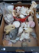 A quantity of shells, rough amber on host rock,