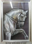 Danielle Allen pastel of Lipizzaner horse,