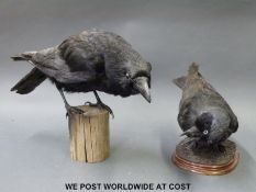 A taxidermy study of a crow on a wooden base together with a similar jackdaw,