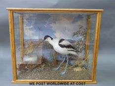 A taxidermy study of an avocet and a skylark in glazed case,