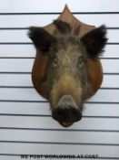 A taxidermy study of a boar's head, height of plaque 70cm,