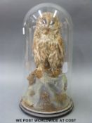 A Victorian taxidermy study of a tawny owl,