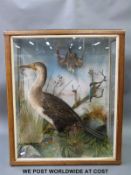 A taxidermy study of a cormorant, kingfisher and a wading bird in glazed case,