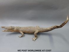 An early 20thC taxidermy study of a crocodile/caiman,